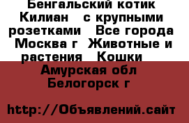 Бенгальский котик Килиан , с крупными розетками - Все города, Москва г. Животные и растения » Кошки   . Амурская обл.,Белогорск г.